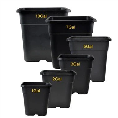 Square Gallon Plant lauj kaub